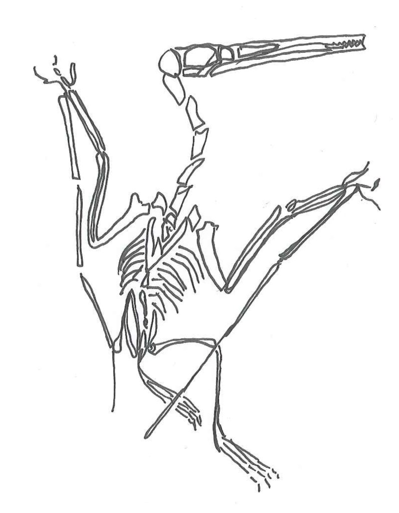 "Pterodactyl." Doodle by @andrescalo.