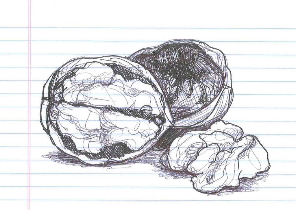 "Walnut." Doodle by @andrescalo,