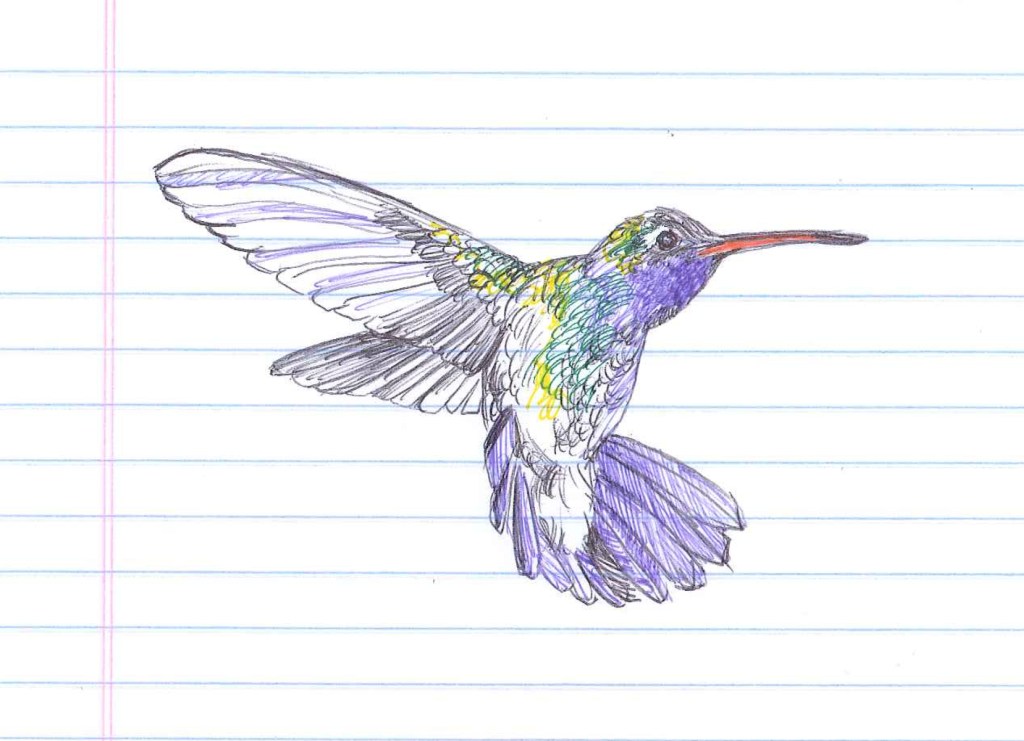 This hummingbird must live forever. "Nectar." Ballpoint on lined paper. Doodle  by @andrescalo.