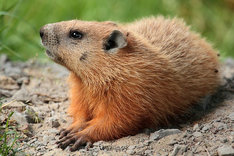 800px-marmota_monax_ul_04