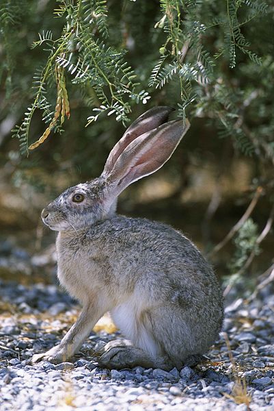 401px-side_view_close_up_of_rabbit_sitting_on_gravel_under_brush