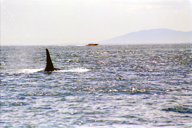 killer-whale-1466891