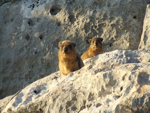rock-hyrax-1-1249556