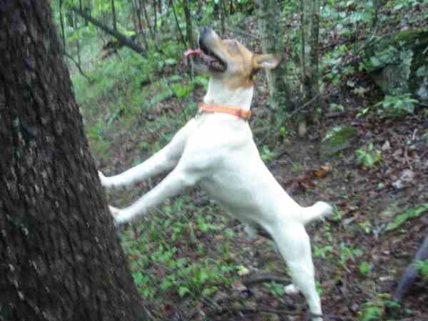 Feisty you can blame it on the dog Mashed Radish