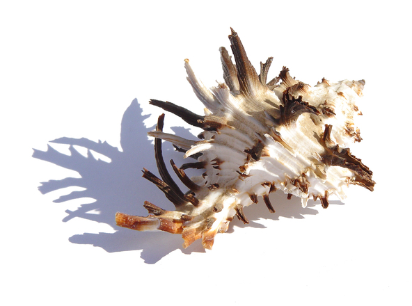 murex-shell-489-1490631