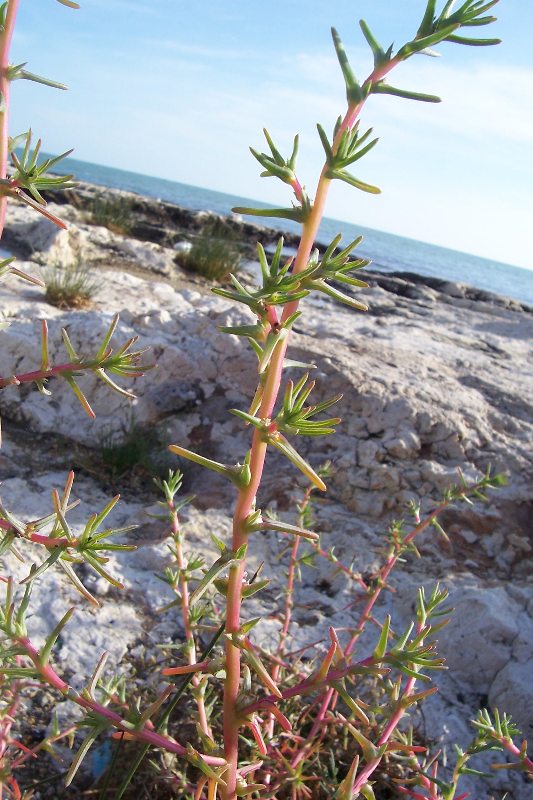 salsola_soda_rignanese