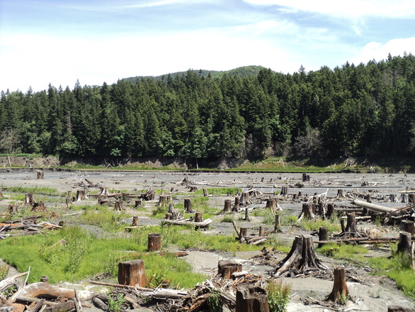 lakebed-with-tree-stumps-1331028