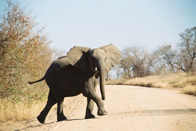 young-elephant-1309502