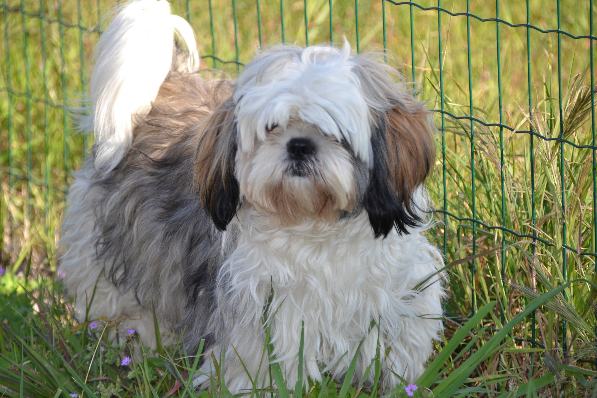 shih-tzu-990986_1920.jpg