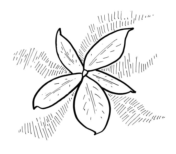 A black-and-white hand-drawn sketch of the flower of common jasmine.