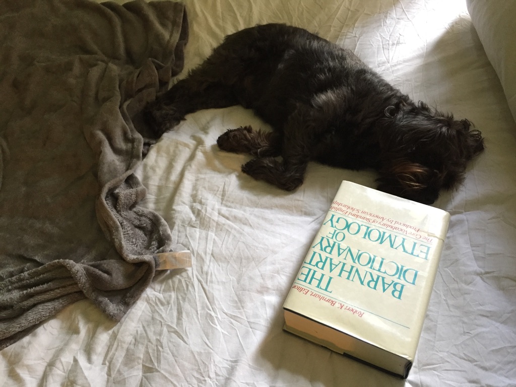 A shaggy Miniature Schnauzer sleeping on a bed with Barnhart's etymological dictionary placed by his head.