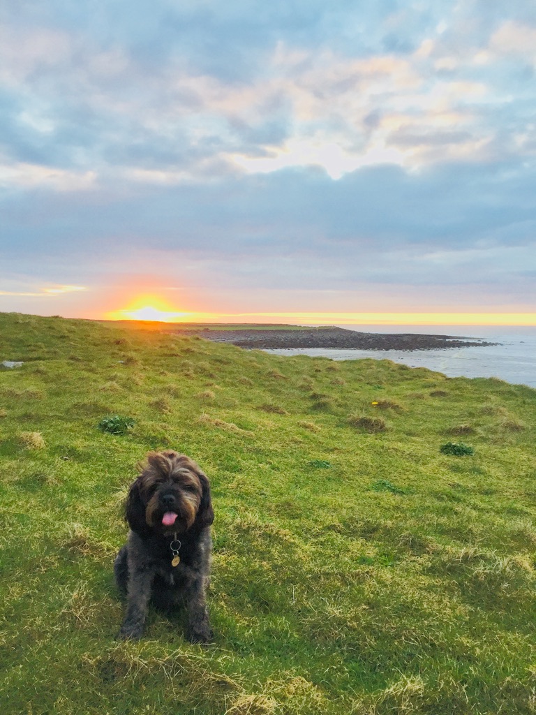 The sun setting vibrantly along the green West Irish coast over a shaggy Miniature Schnauzer with his tongue hanging out.