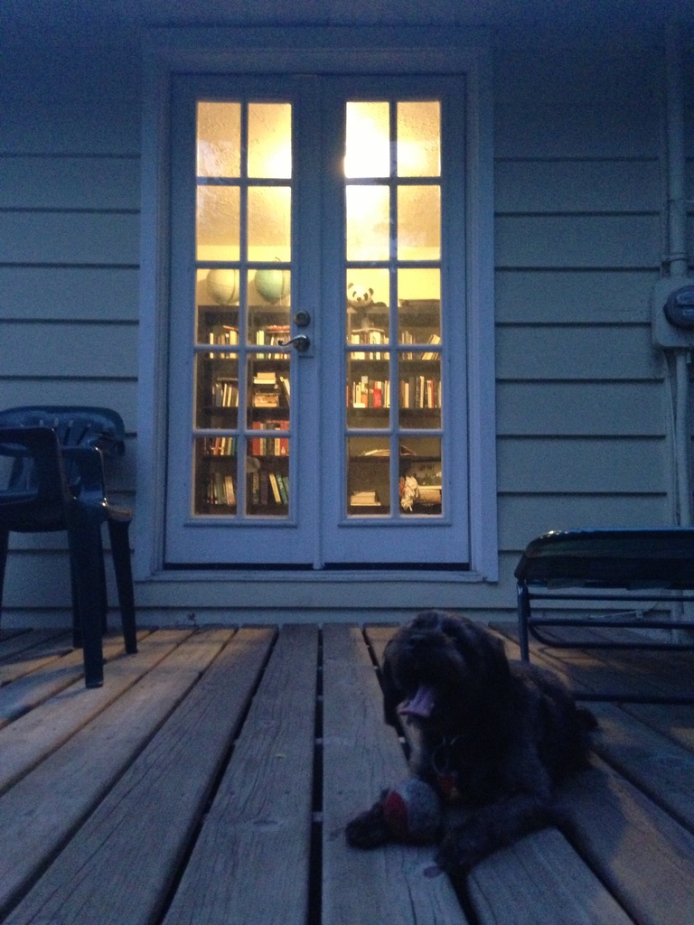 A Miniature Schnauzer panting on a deck in the twilight on a deck looking into illuminated French doors that open into a den, revealing a bookshelf.