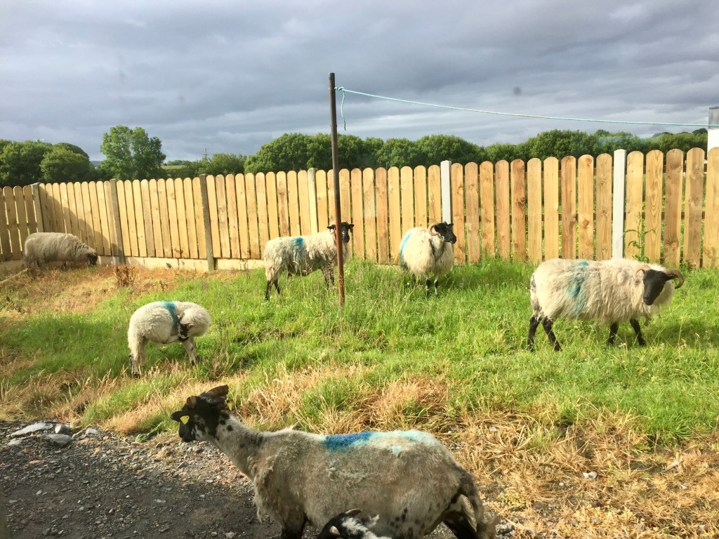 A photograph of a six sheep grazing in a fenced-in backyard, where there is the rusty pole of a humble clothesline.