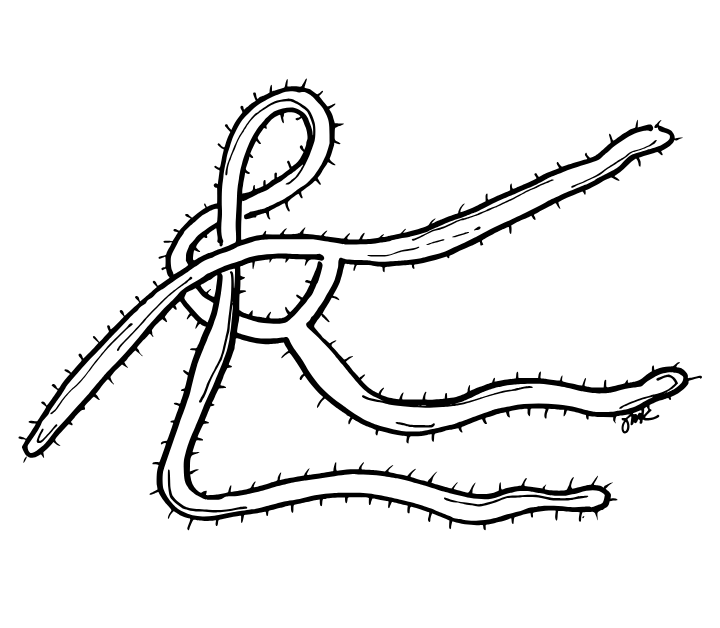 How “Ebola” got its name