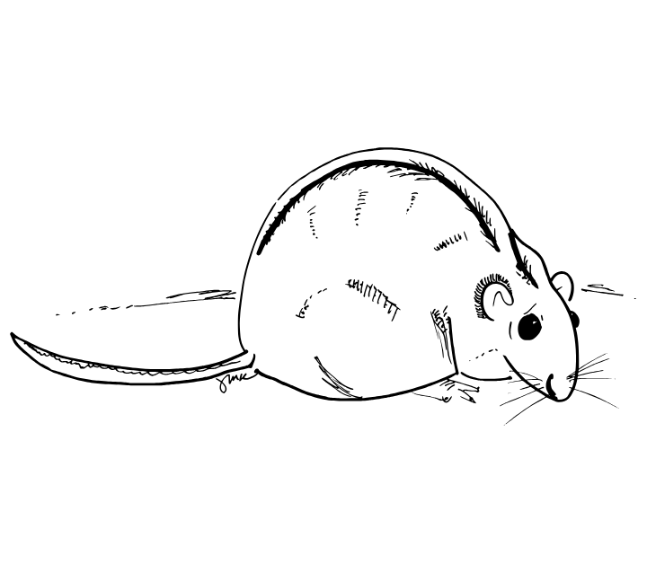 What is the “hanta-” in “hantavirus”?