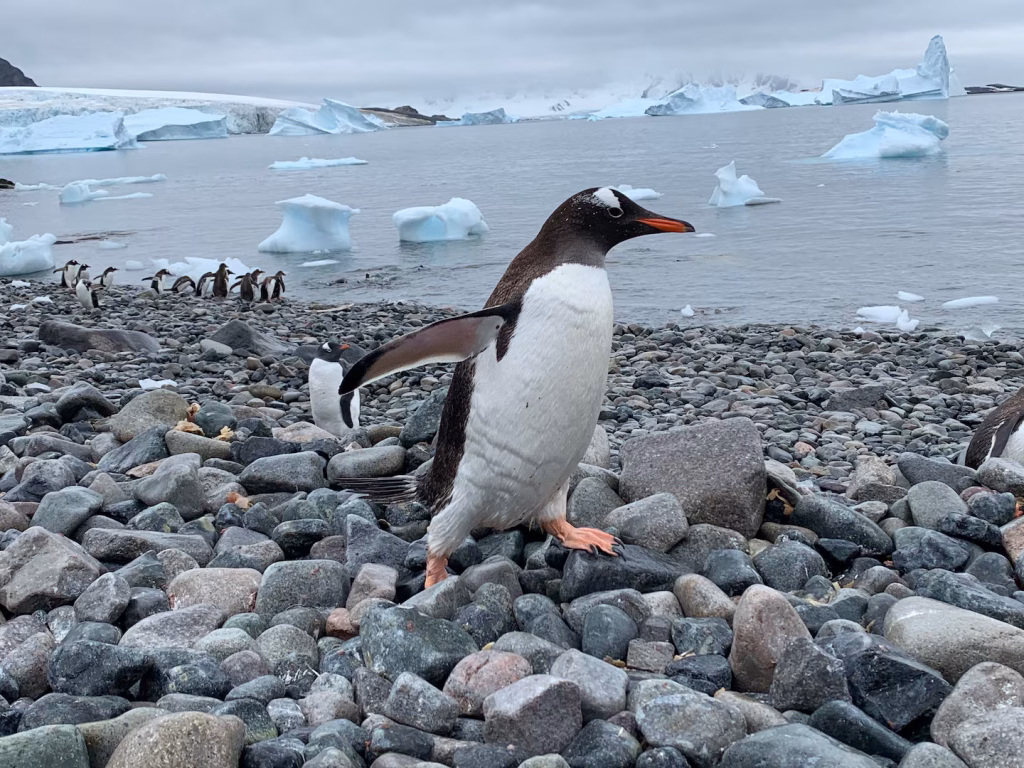 A photograph of a gentoo penguin scrambling across rocks across a shoreline. In the background is a group of other gentoos entering the water, which is dotted with icebergs.